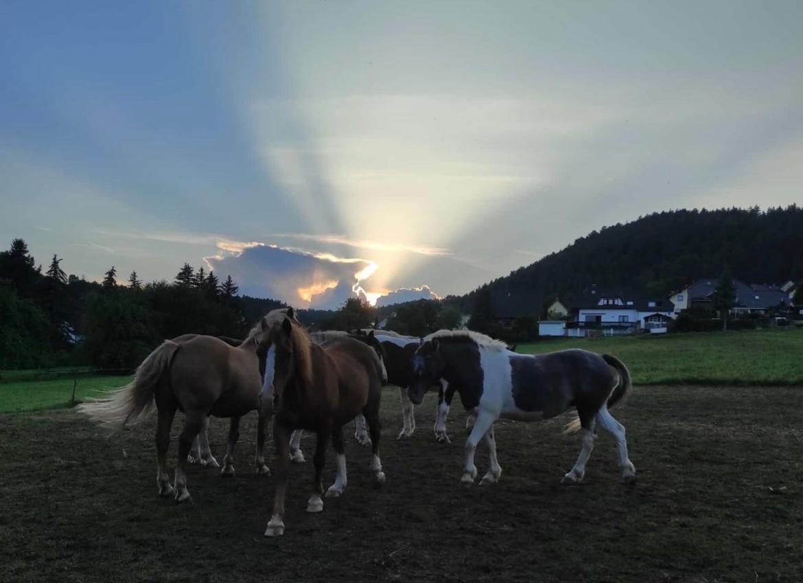 Ferienwohnung Am Tor Zum Thueringer Wald Plaue  ภายนอก รูปภาพ